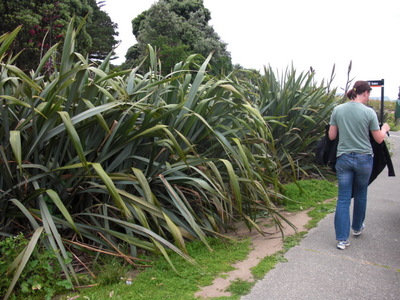 New Zealand flax